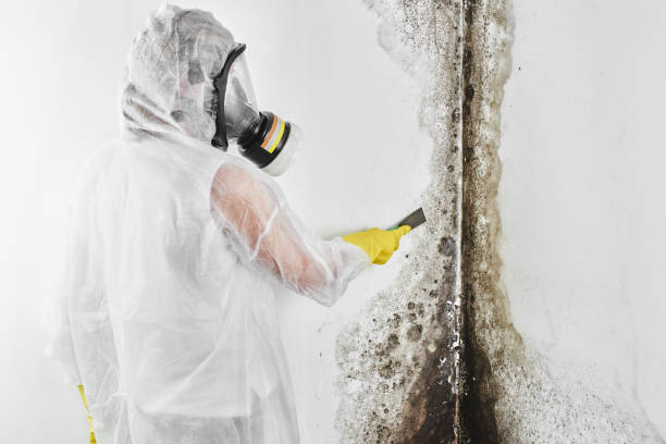 Best Mold Remediation for Specific Building Types in Stanley, ND