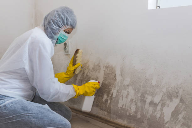 Best Residential Mold Remediation in Stanley, ND