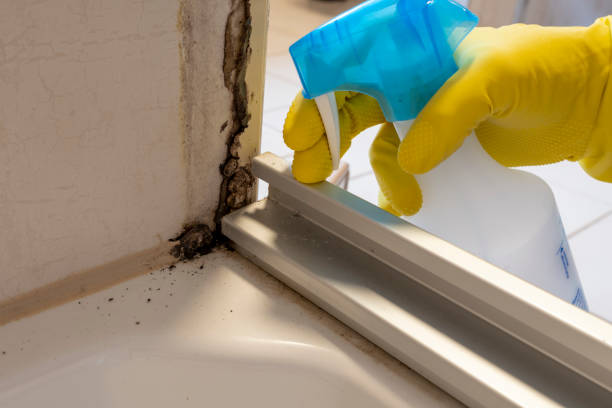 Best DIY Mold Remediation Support Services in Stanley, ND