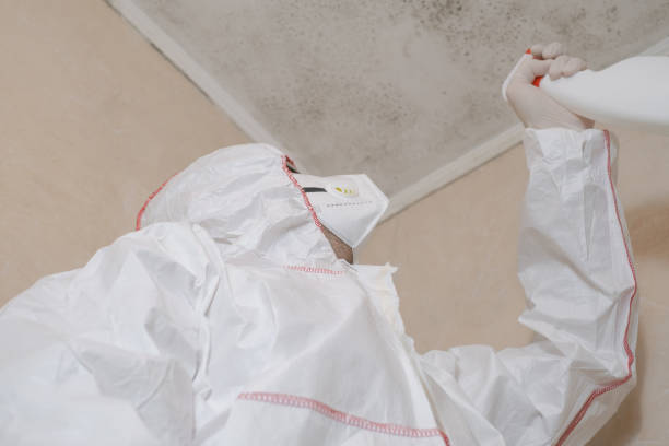 Best Commercial Mold Remediation in Stanley, ND