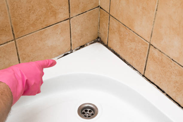 Best Preventive Mold Services in Stanley, ND